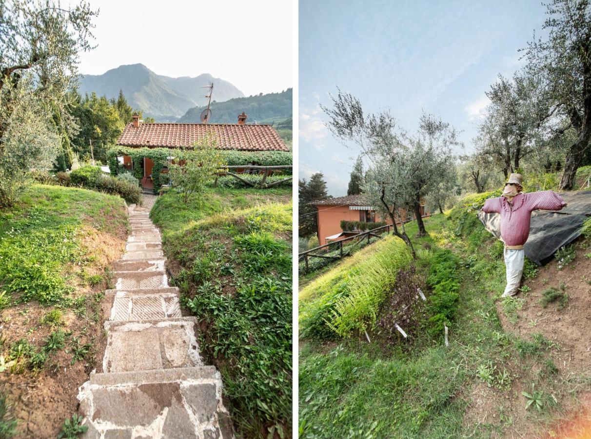 Casetta Di Butia, Mimosa Apartment Borgo a Mozzano Eksteriør bilde